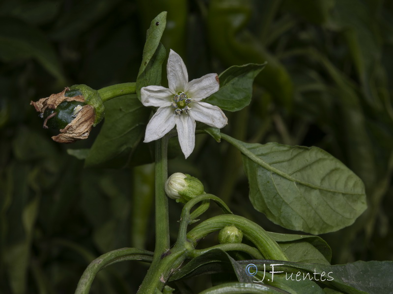 Capsicum annuum.03