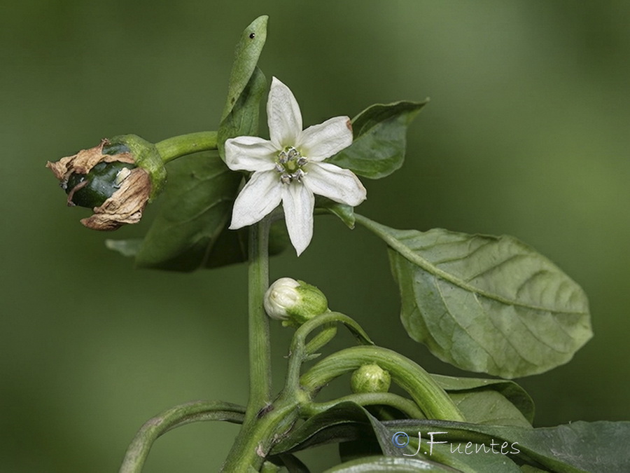 Capsicum annuum.03b