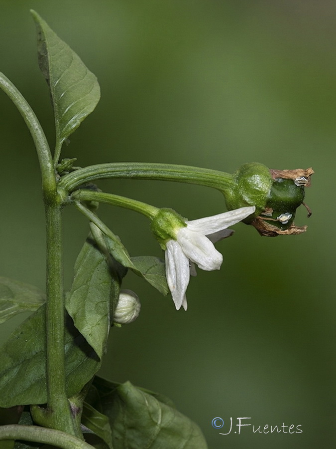 Capsicum annuum.05b