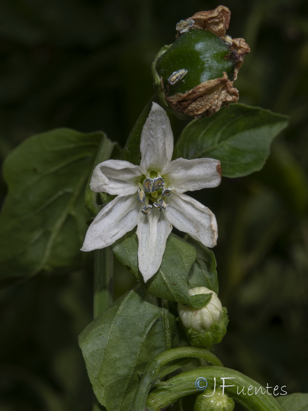 Capsicum annuum.06