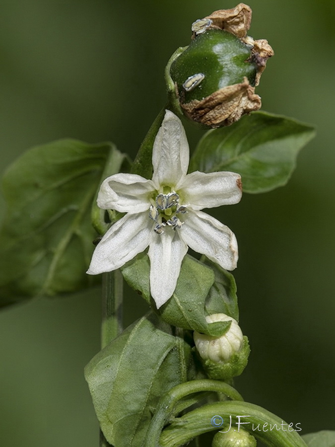 Capsicum annuum.06b