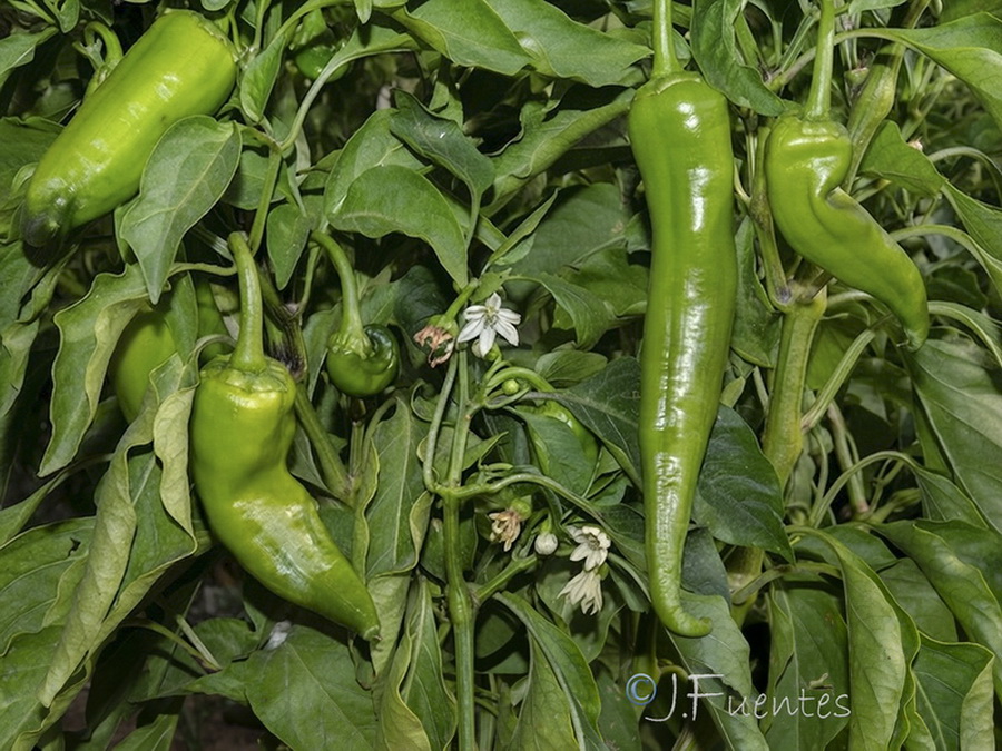 Capsicum annuum.08b