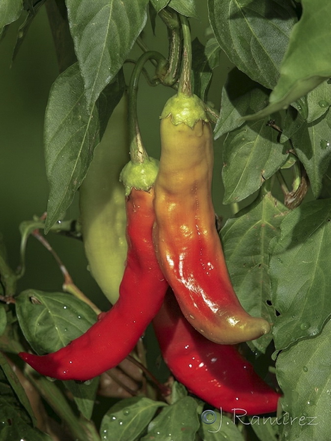 Capsicum annuum.10b