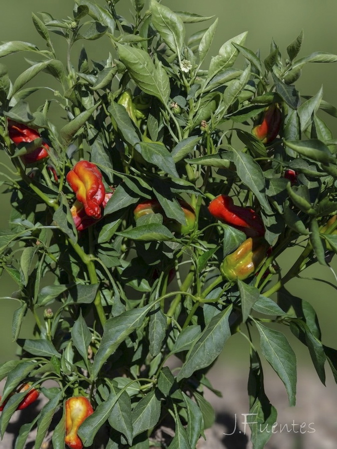 Capsicum annuum.14b