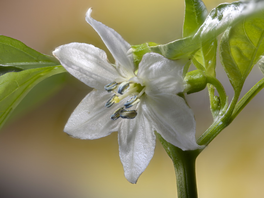 Capsicum annuum.15