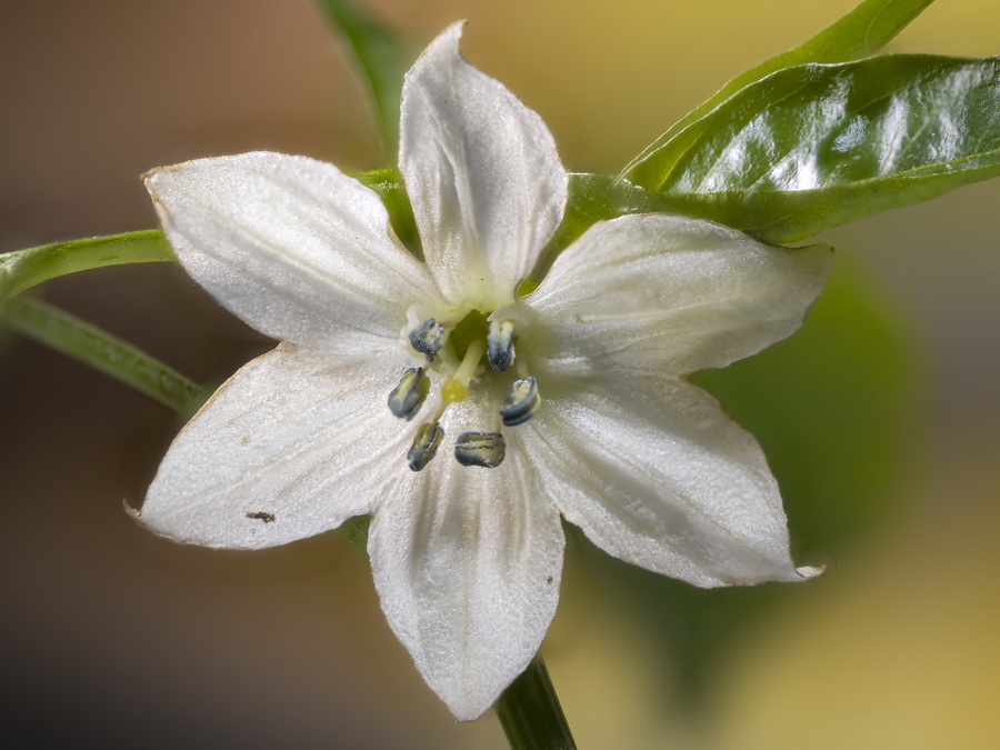 Capsicum annuum.16