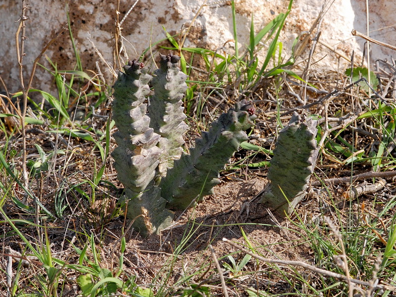 Caralluma europaea.01