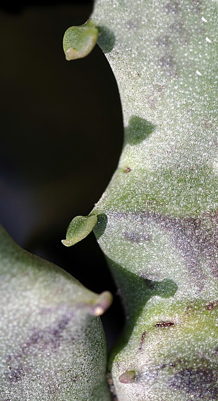 Caralluma europaea.02