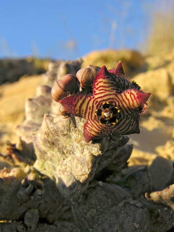 Caralluma europaea.03