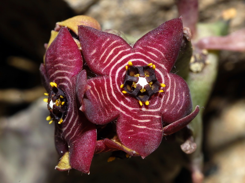 Caralluma europaea.04