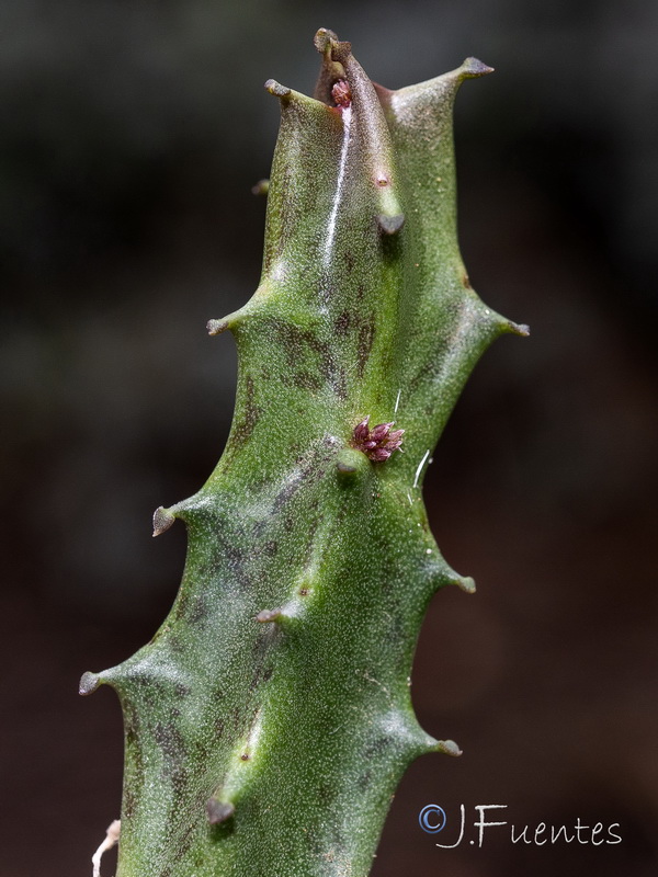 Caralluma europaea.16