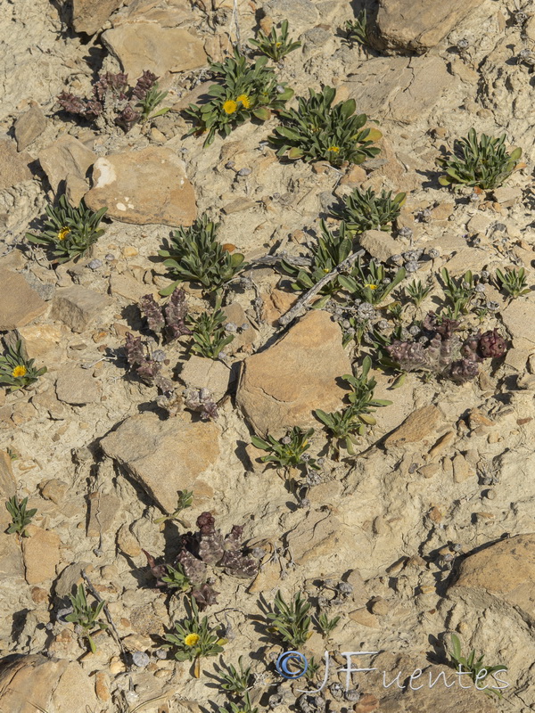 Caralluma europaea.17