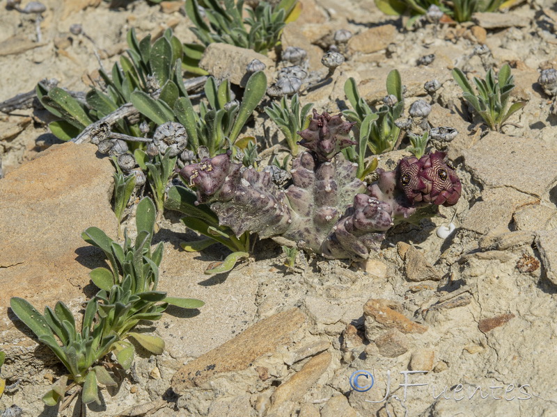 Caralluma europaea.18