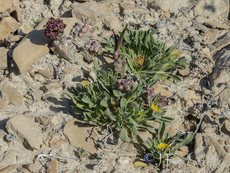 Caralluma europaea.19