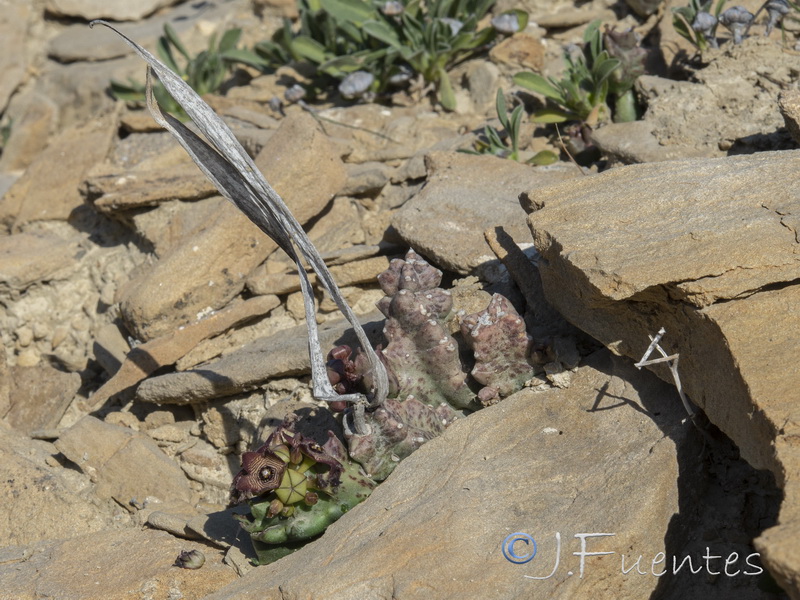 Caralluma europaea.20