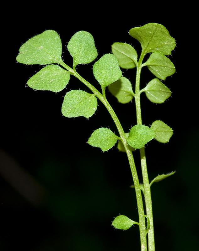 Cardamine hirsuta.02