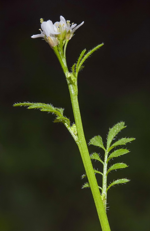 Cardamine hirsuta.05