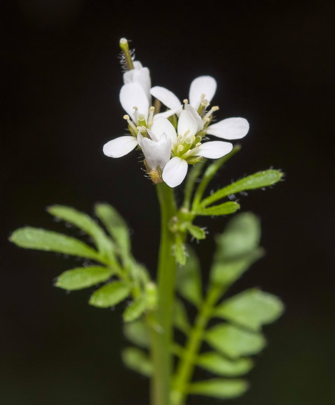 Cardamine hirsuta.07