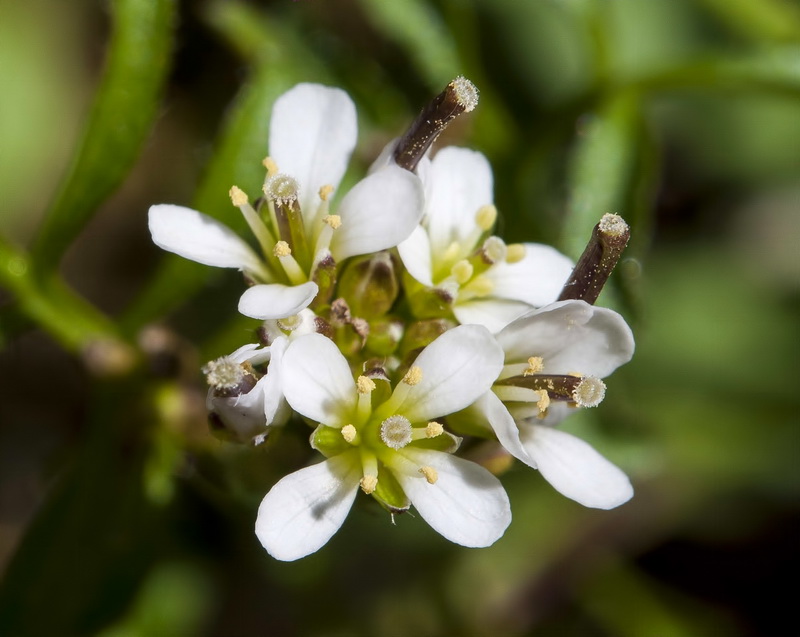 Cardamine hirsuta.13