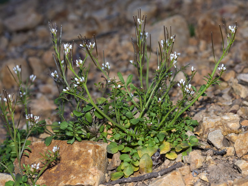 Cardamine hirsuta.20