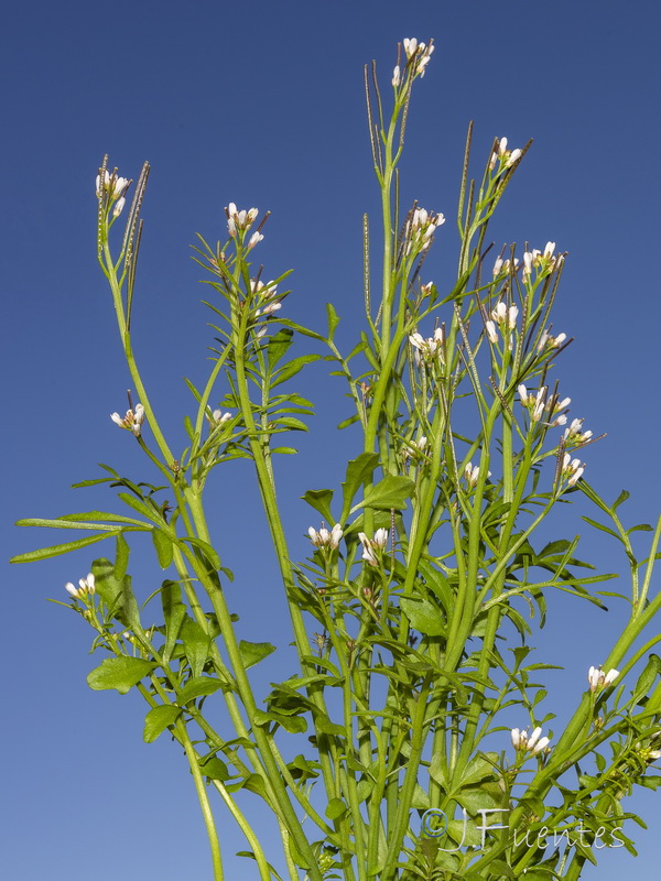 Cardamine hirsuta.21