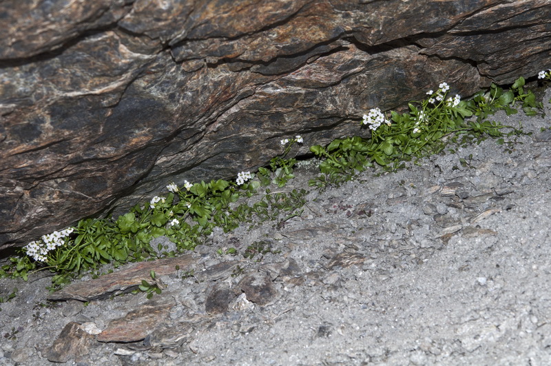 Cardamine resedifolia.01