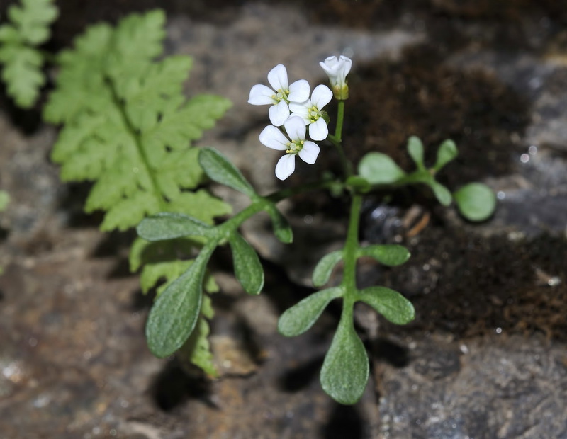 Cardamine resedifolia.05