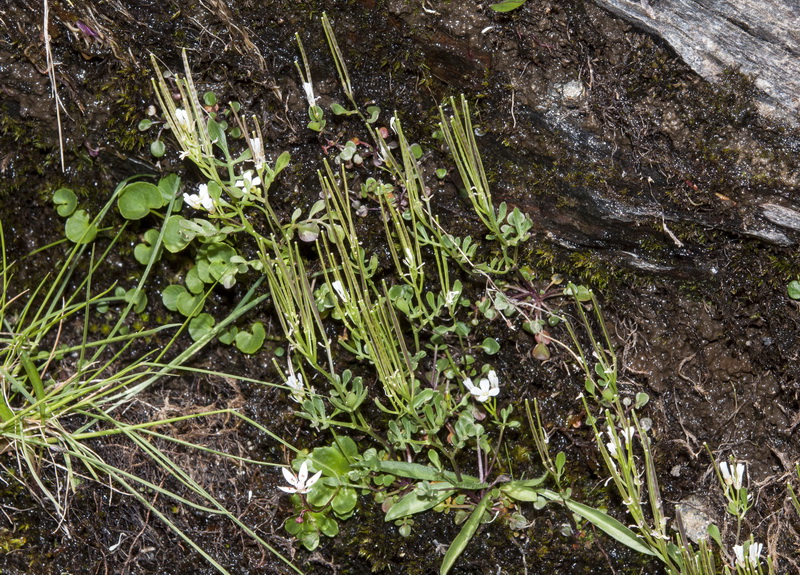 Cardamine resedifolia.08