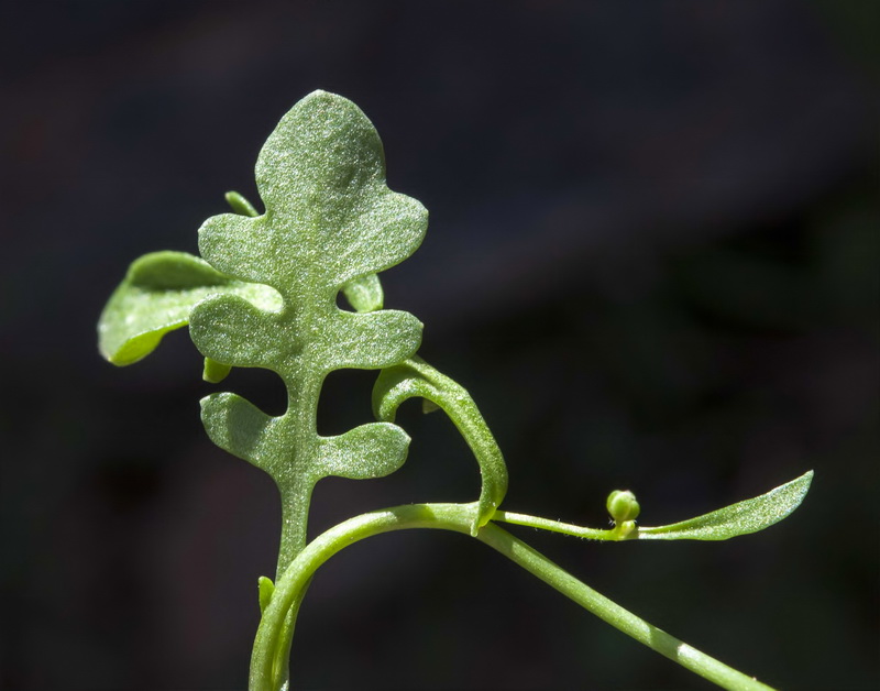 Cardamine resedifolia.11
