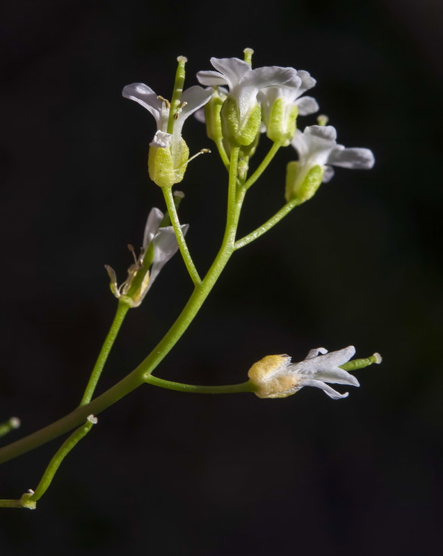 Cardamine resedifolia.15
