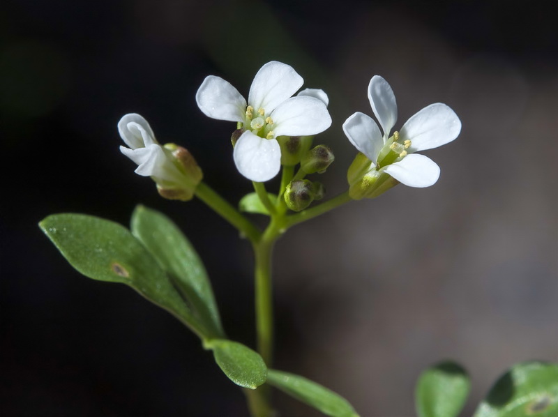 Cardamine resedifolia.16