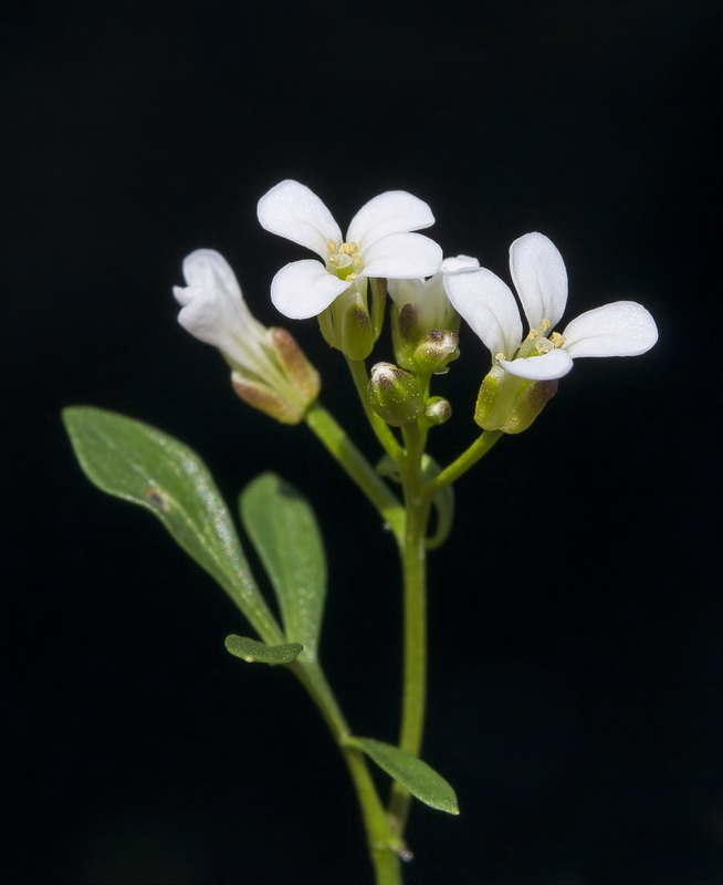 Cardamine resedifolia.18