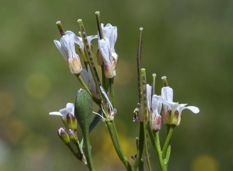 Cardamine resedifolia.22