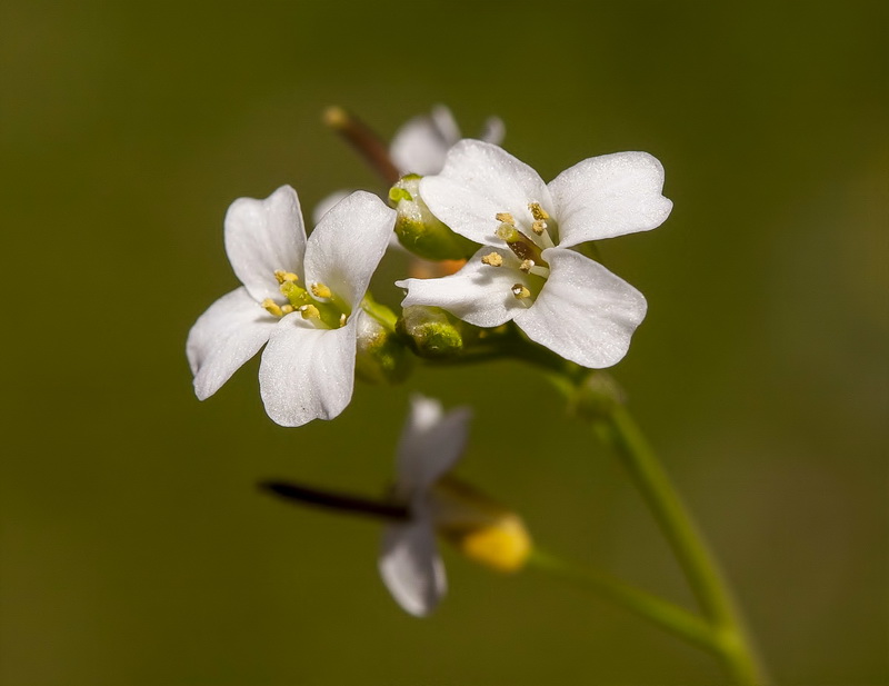 Cardamine resedifolia.23