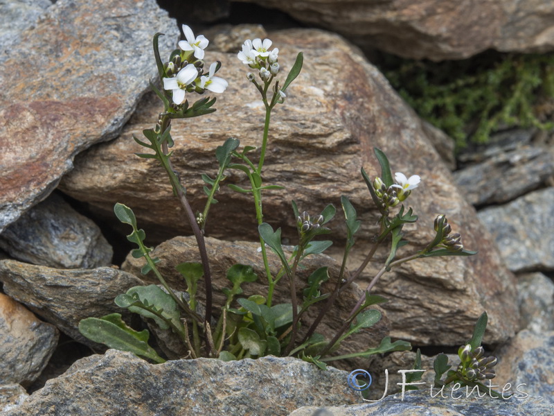 Cardamine resedifolia.25