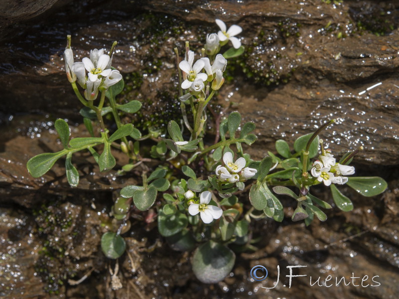 Cardamine resedifolia.26