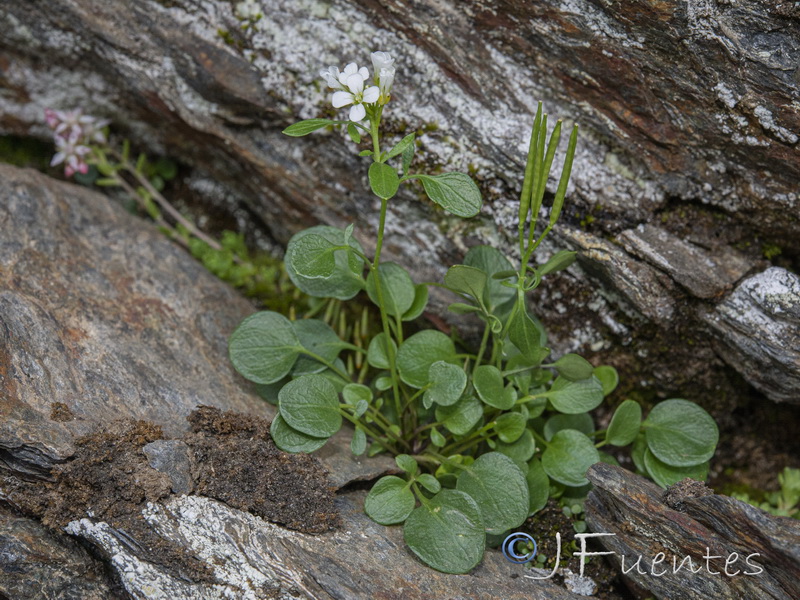 Cardamine resedifolia.28
