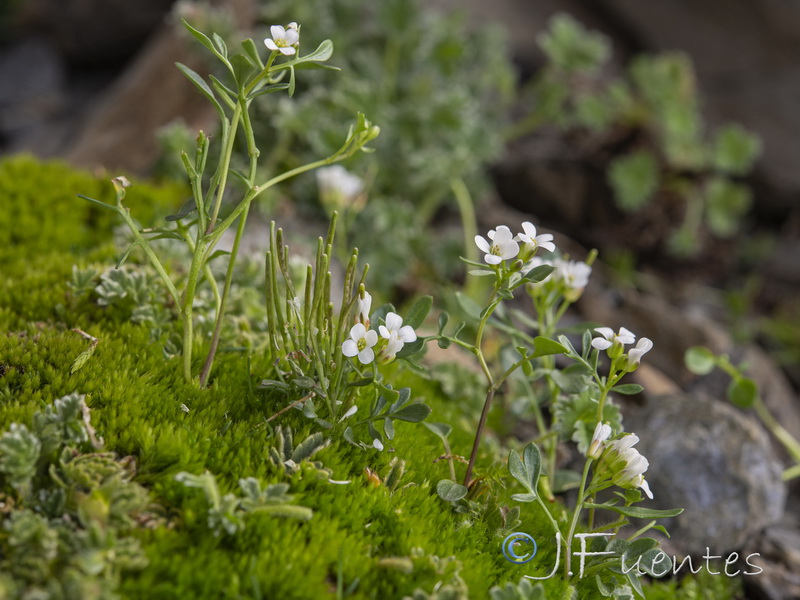 Cardamine resedifolia.04