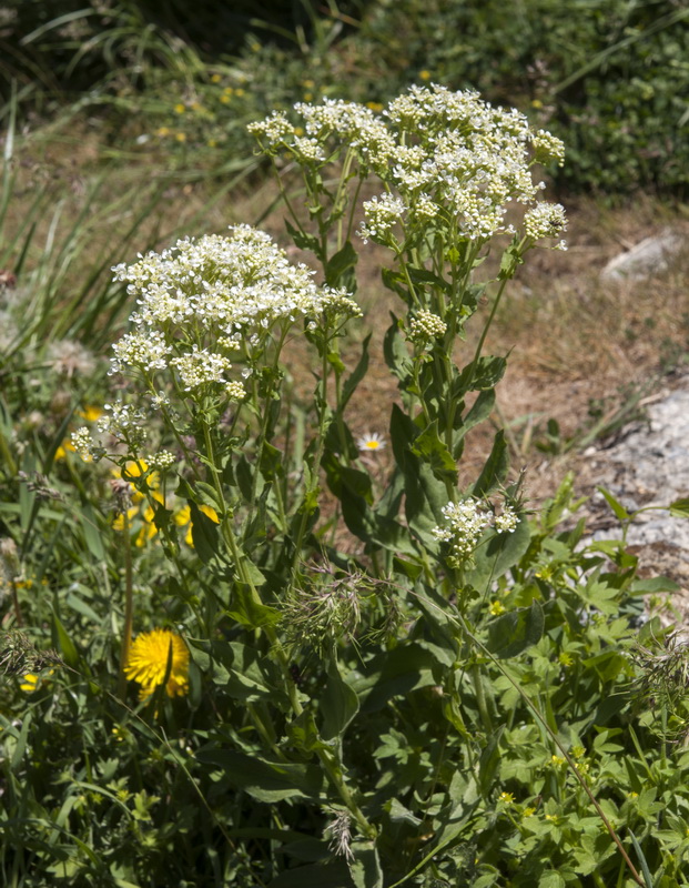 Cardaria draba draba.01