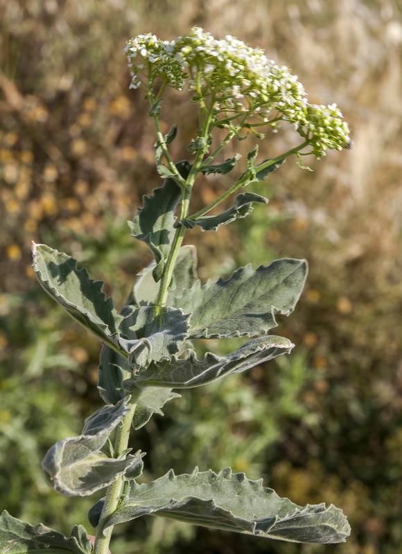 Cardaria draba draba.04