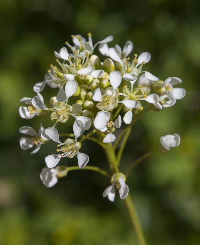 Cardaria draba draba.06