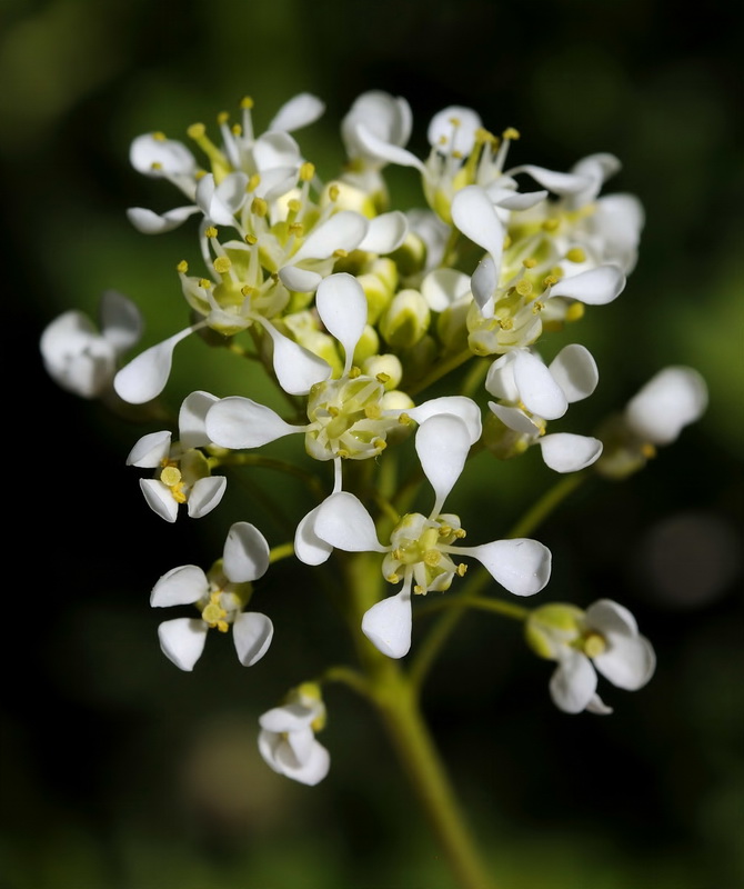 Cardaria draba draba.07