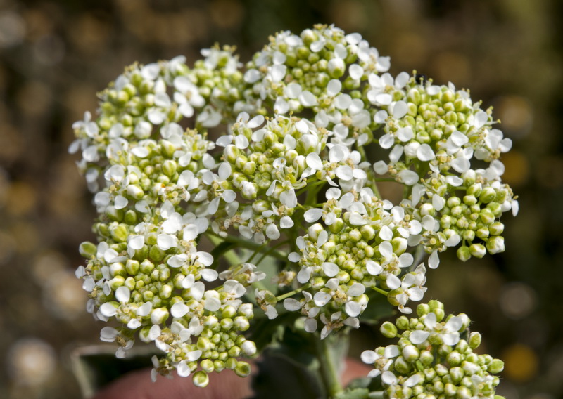 Cardaria draba draba.08