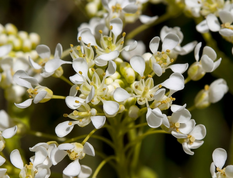 Cardaria draba draba.09