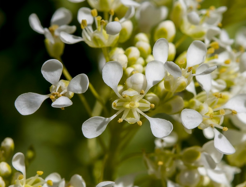 Cardaria draba draba.10