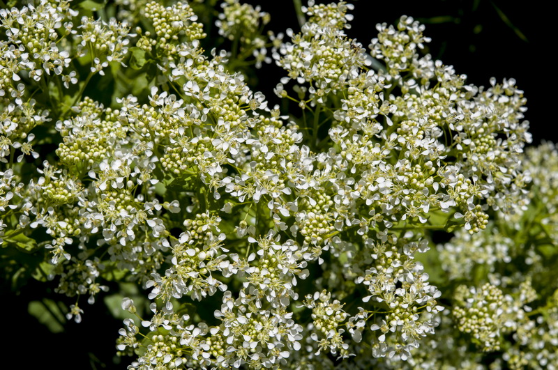 Cardaria draba draba.12