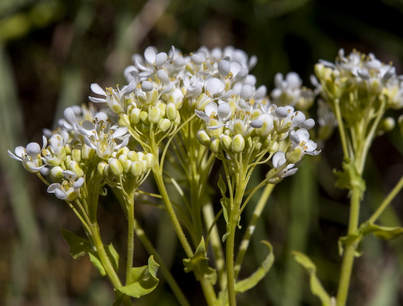 Cardaria draba draba.14