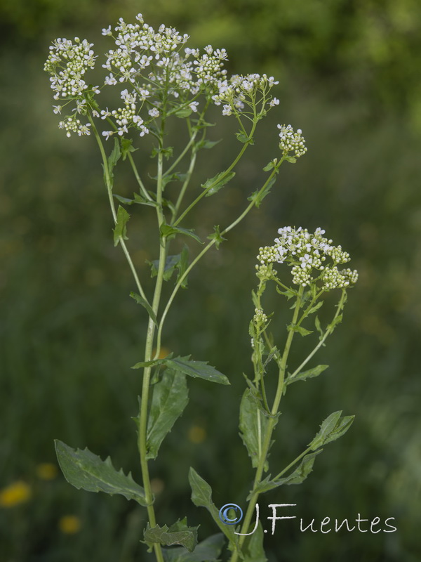 Cardaria draba draba.15