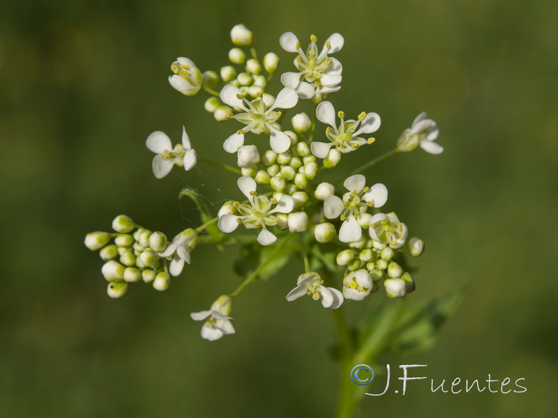 Cardaria draba draba.16