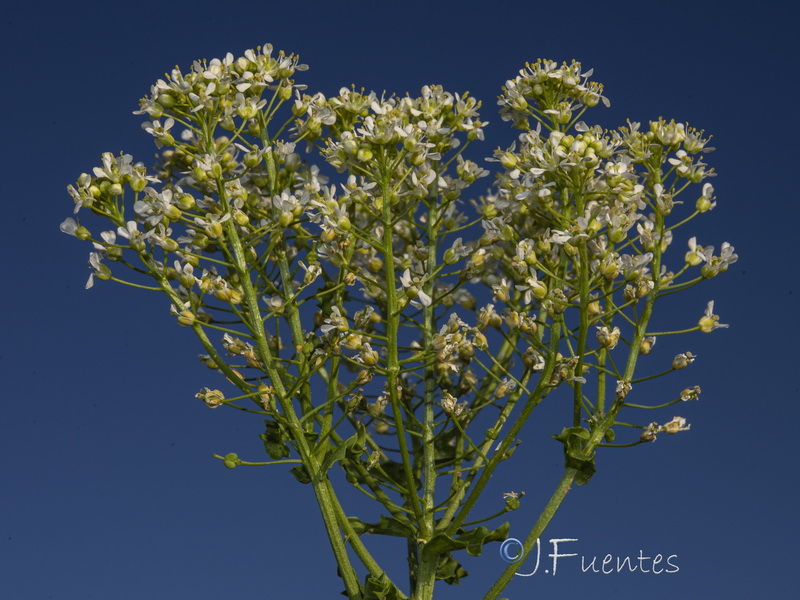 Cardaria draba draba.05